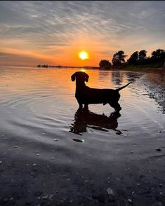 a dog is standing in the water at sunset