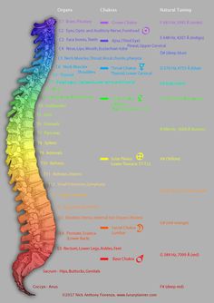 Are Chakra’s Real ? The Science Behind The Chakra System (Explained 2022) – The Conscious Vibe Chakra Locations, Reiki Quotes, Story Concepts, Yoga Energy, Neck Problems, Peripheral Nervous System, Indian Philosophy, Healing Practices