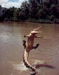 an alligator is jumping out of the water