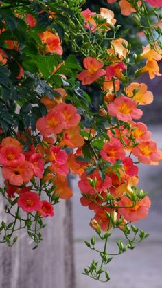 orange and yellow flowers hanging from a wooden fence