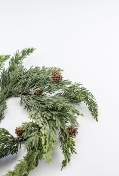 some pine cones and branches on a white surface