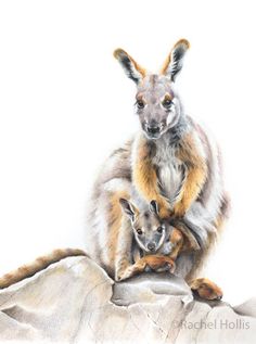 a drawing of two kangaroos sitting on top of a rock