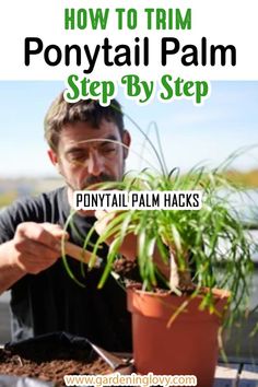 a man holding a potted plant with the words how to trim ponytail palm step by step