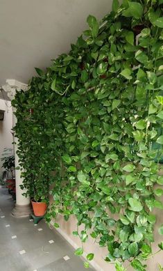 green plants are growing on the side of a wall in front of a building with tiled flooring