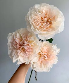 three large pink flowers are in a vase