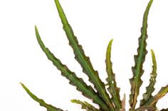 a close up of a plant on a white background