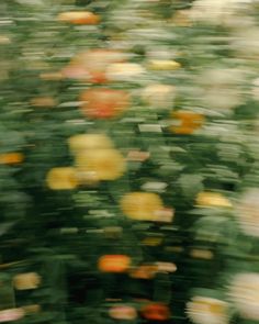 blurry photograph of flowers in motion on the ground