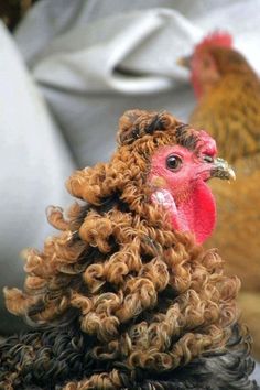 two chickens with curly hair standing next to each other