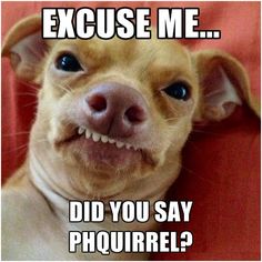 a brown dog with blue eyes is smiling and has the caption excuse me did you say phourre?