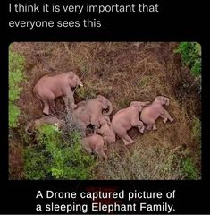 an aerial view of elephants in the wild with caption that reads, falls jemand wissen moche - so schlefen die eflanten