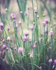 some purple flowers are growing in the grass