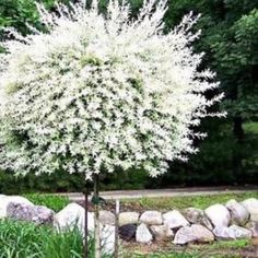 a tree with white flowers in the middle of some rocks and trees behind it is an advertisement for interest