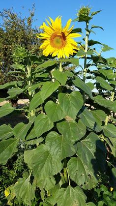 a large sunflower in the middle of a field