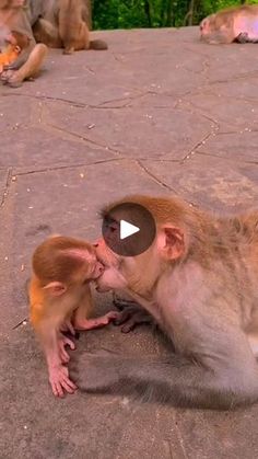 two monkeys are kissing each other on the ground