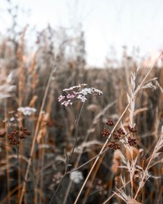 some very pretty flowers in the middle of tall brown and white grass with trees in the background