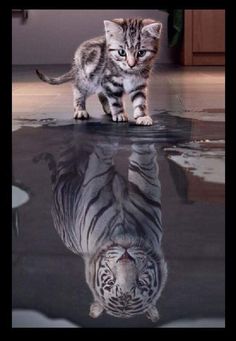 a small kitten standing on top of a reflective surface