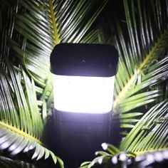 a light that is on in the middle of some palm tree's leaves at night