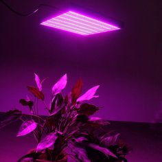 feature: 100% brand new and high quality. Type: Square LED plant growth light Material: ABS Size: 31 x 31 x 3.5cm Voltage: AC85-265V Plug type: EU/USA/UK/Australia plug Lighting area: about 8-10 square meters Power: 120 watts Life: 50000 hours Number of LEDs: 1365 (1131 red, 234 blue) LED model: 5730 Lumens: 5292~6300lm application: Applicable to: All flowering plants and their growth, such as vegetables, flowering plants, medicinal plants, flowering and growing at all stages of plant development, and can work well with aqueous solutions and soil cultivation. It can be used in house gardens, cultivation potted plants, gardens, seeding, breeding, farms, flower exhibitions, bonsai, gardens, seeding, breeding, farms, greenhouses, water-soluble breeding, pipeline cultivation, etc. Using high-q Flower Indoor, Plant Lamp, Indoor Flowering Plants, Indoor Greenhouse, Led Grow Light, Plant Lighting, Grow Light, Led Grow, Led Grow Lights