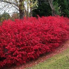 red bushes in the middle of a park