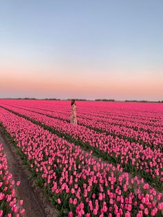 a woman standing in the middle of a field of pink tulips at sunset