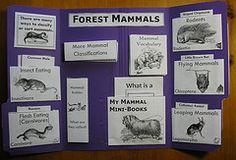 a bulletin board with pictures of animals and their names on it, along with instructions for forest mammals