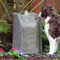 a brown and white dog standing next to a stone fountain in front of a wooden fence