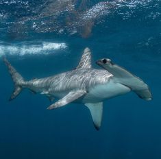 a large white shark swimming in the ocean