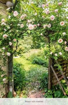 an open garden with pink roses growing on it