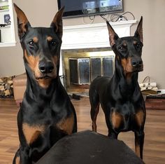 two black and brown dogs standing on top of a hard wood floor next to a tv