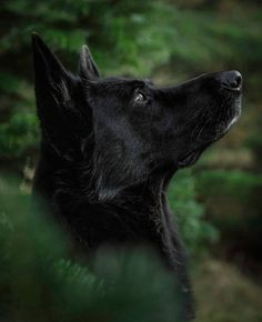 a black dog looking up into the sky with trees in the back ground behind him