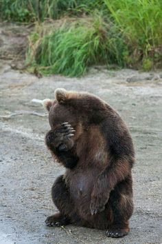 a brown bear sitting on its hind legs