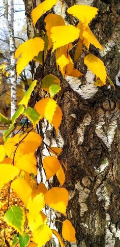 yellow leaves are growing on the bark of a tree