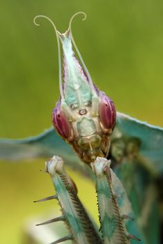 a close up view of a praying mantissa