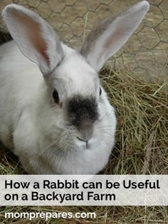 a rabbit sitting in hay with the words how a rabbit can be useful on a backyard farm