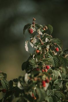 berries growing on the branches of a tree