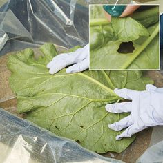 a person in white gloves is cleaning a green leaf