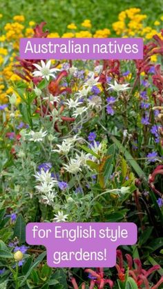 colorful flowers and plants with the words australian natives for english style gardens written in purple