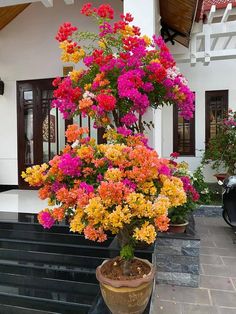 a potted plant filled with lots of colorful flowers