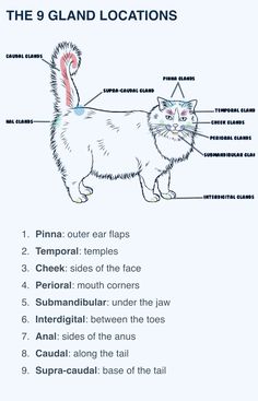 a diagram showing the parts of a cat's body, including its name and description