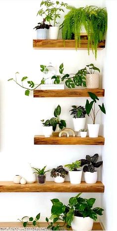 three wooden shelves filled with potted plants