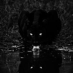 a black panther walking through water with its reflection in it's face and looking at the camera