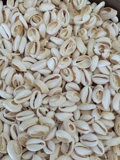 some shells are in a bowl on the table