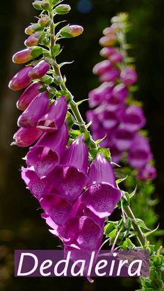 purple flowers with the words dedaleria on it