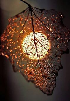 a leaf with water drops on it and the sun in the back ground behind it