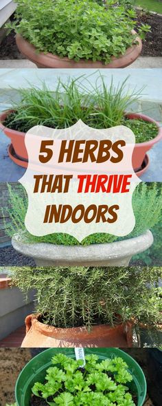 four different types of plants in pots with the words 5 herbs that thrive indoors