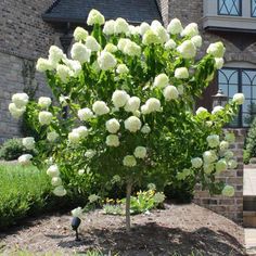 a tree with white flowers in front of a house