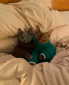 two cats laying in bed with one wearing a sweater