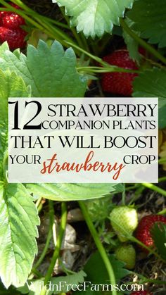 companions plants for strawberries Fennel Companion Planting, Raised Bed Strawberries, When To Plant Strawberries, Strawberry Companion Plants, Best Companion Plants, Companion Planting Chart, Companion Planting Vegetables, Companion Gardening