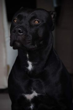 a black and white dog sitting on the floor looking at something with an intense look