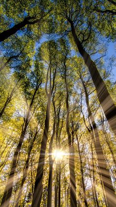 sunlight shining through the trees in a forest